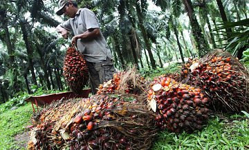 Миру грозит рост цен из-за запрета на экспорт пальмового масла в Индонезии
