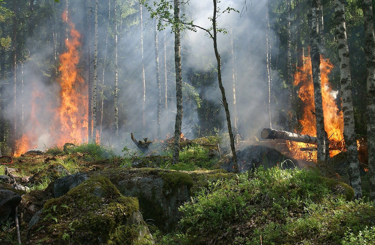 За сутки Россию охватили почти 150 лесных пожаров