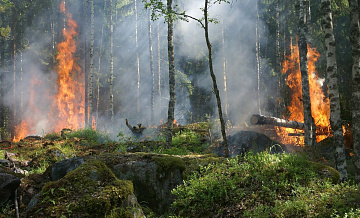 За сутки Россию охватили почти 150 лесных пожаров