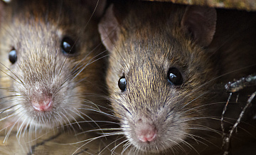 США угрожает катастрофа из-за нашествия крыс