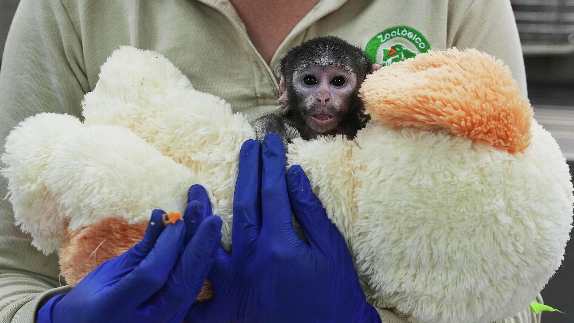 В мексиканском зоопарке мягкие игрушки заменили мать детенышу обезьяны