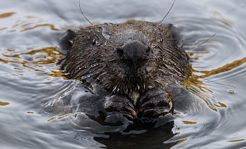 В долине Москвы-реки нашли погибших бобров