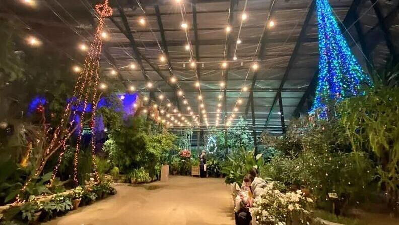 В Ботаническом саду МГУ "расцвела" Дедморозия новогодняя