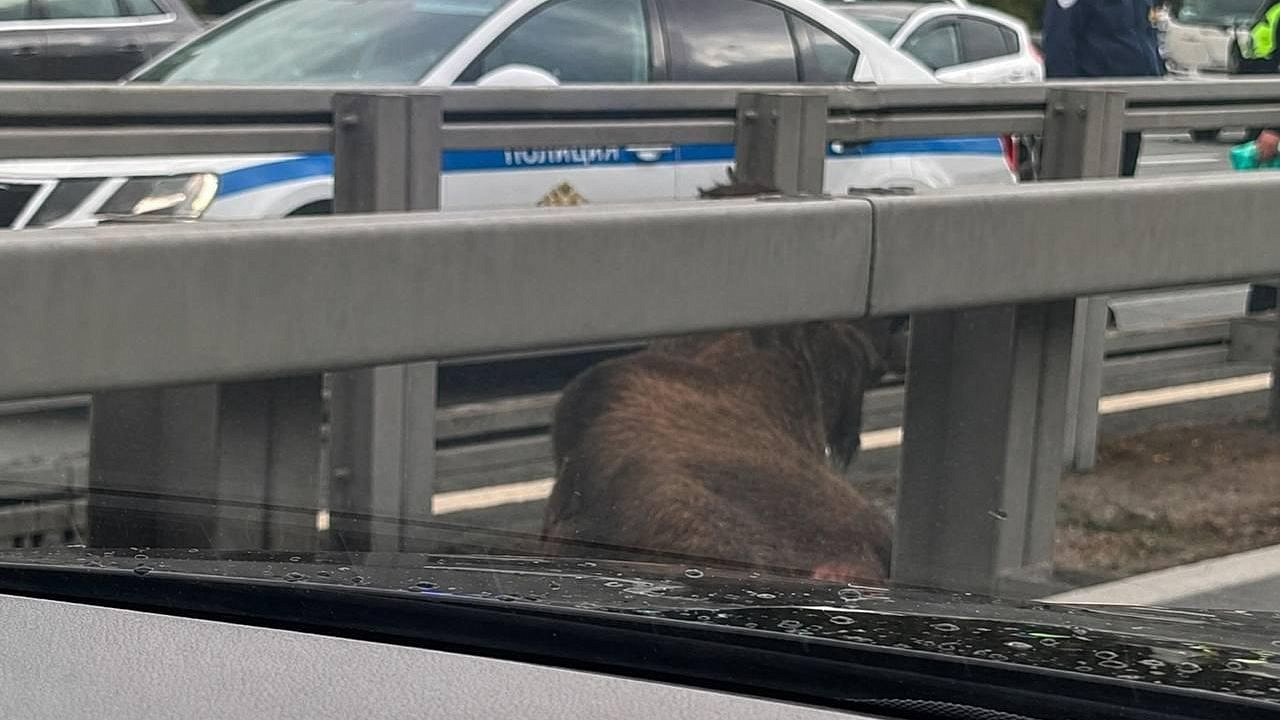 В Москве лось со сломанной ногой застрял посреди шоссе 