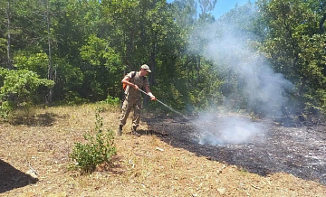 В Севастополе загорелся лес и трава