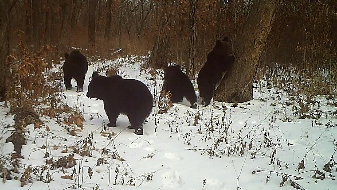 Медвежата в заповеднике Приамурья скопировали картину Шишкина
