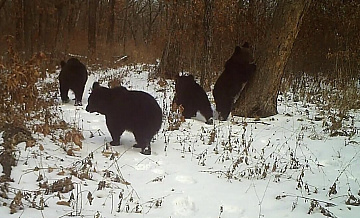 Медвежата в заповеднике Приамурья скопировали картину Шишкина