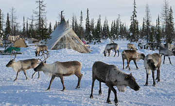 На Сахалине освободили от наказания браконьеров, убивших 26 оленей