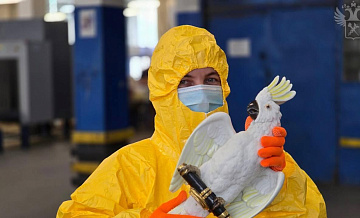 В посылке из Германии нашли радиоактивную статуэтку попугая