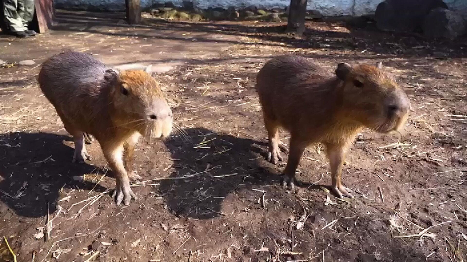 У детеныша капибары из Московского зоопарка появилось имя