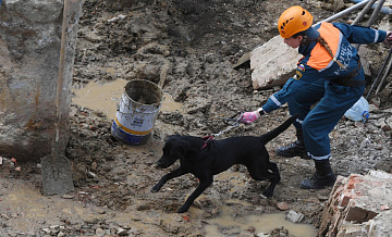МЧС рассказало, в каком возрасте начинают службу собаки и лошади