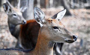 В Дагестане волки загрызли 37 пятнистых оленей
