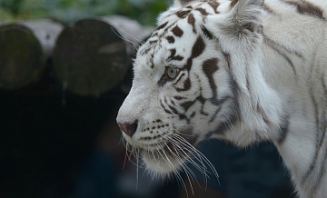 Тигр загрыз сотрудника мариупольского зоопарка