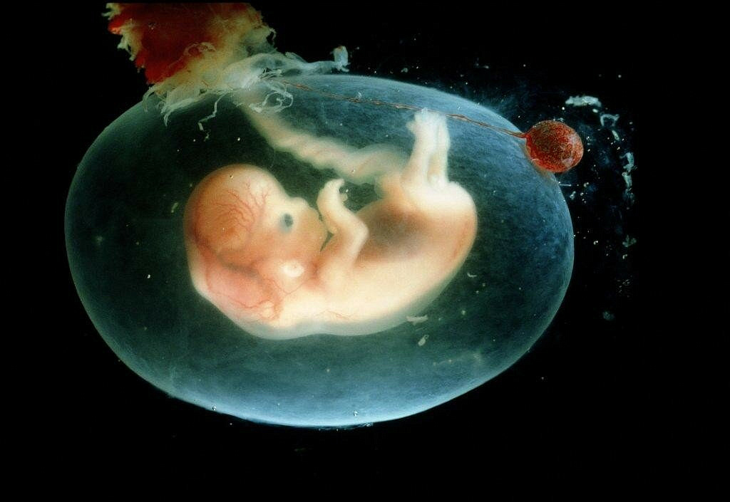 В Великобритании научились создавать человеческие эмбрионы из стволовых клеток