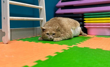 В Перми госпитализировали упитанного кота Крошика