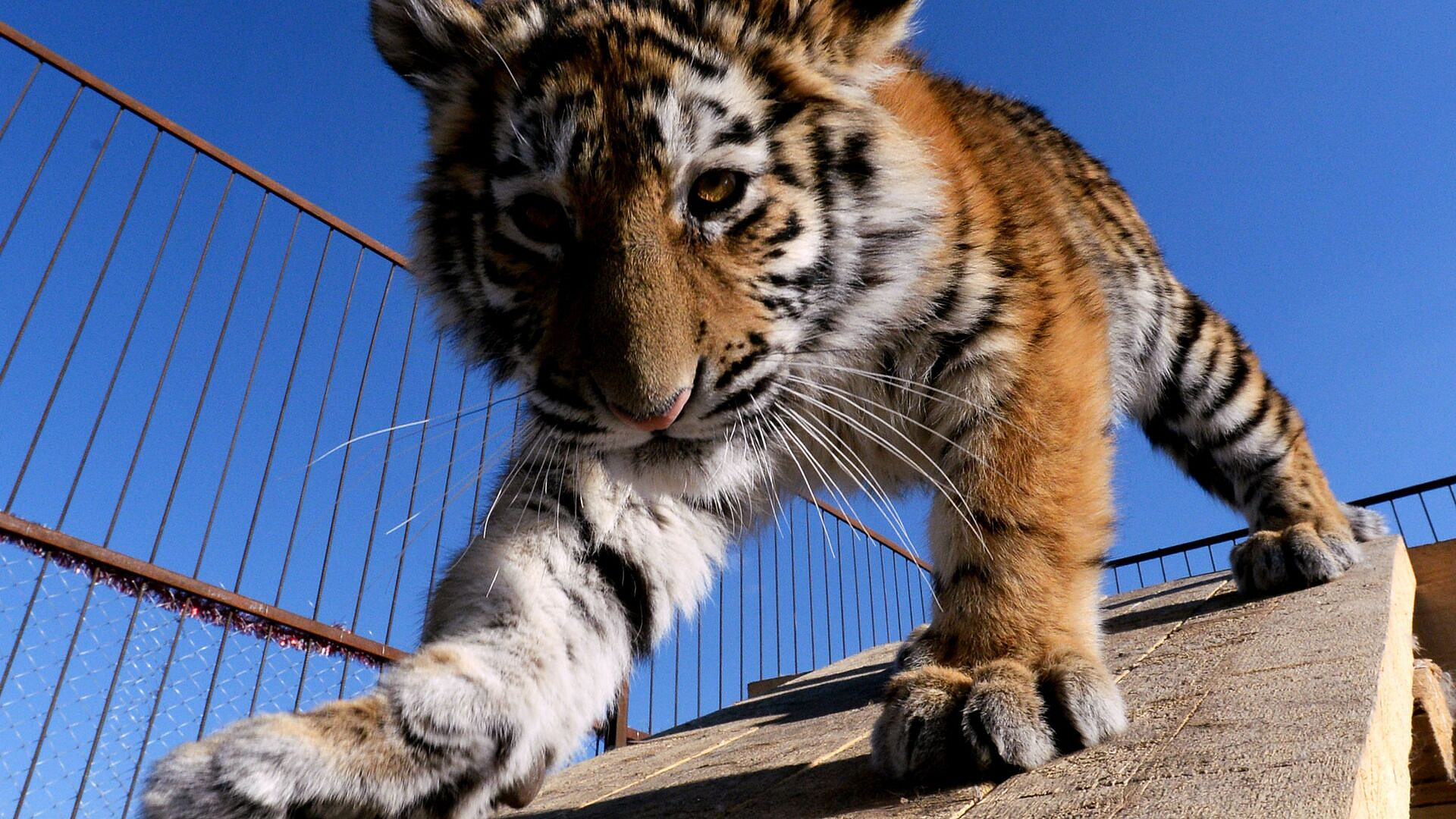 В Приморье обнаружили одинокого амурского тигренка без матери