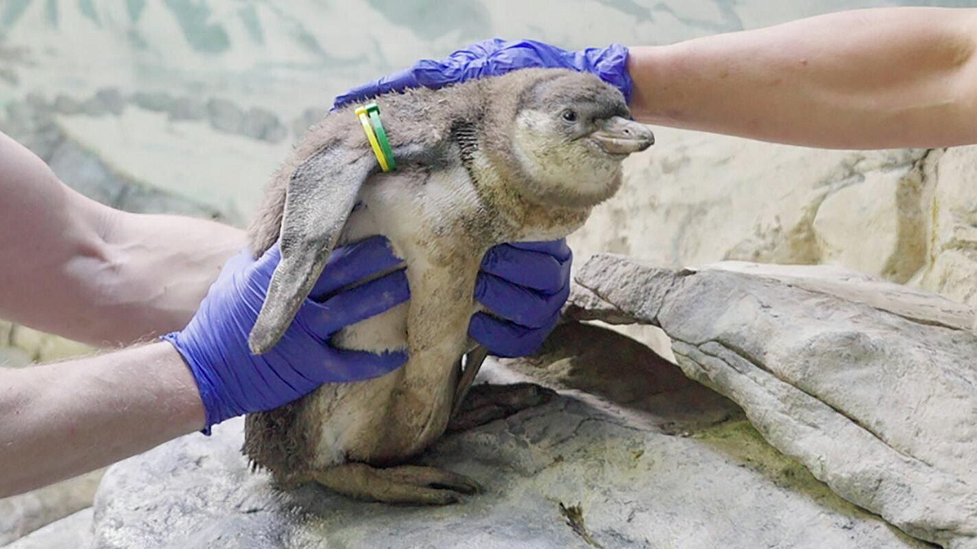 В Московском зоопарке родились шесть птенцов пингвинов Гумбольдта  