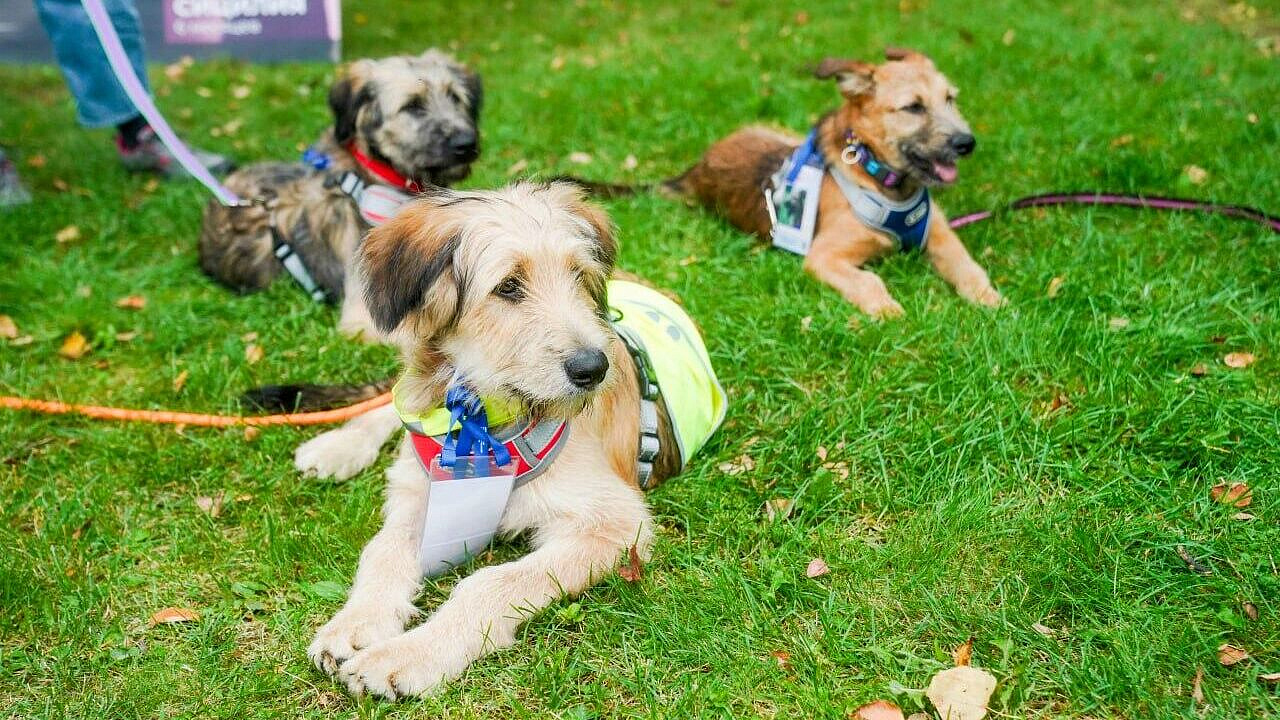 ������� ������ ������� ������ �����������