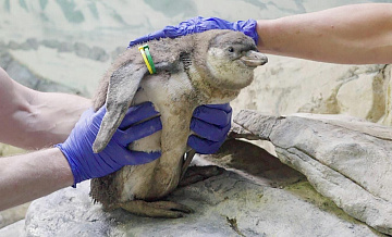 В Московском зоопарке родились шесть птенцов пингвинов Гумбольдта  