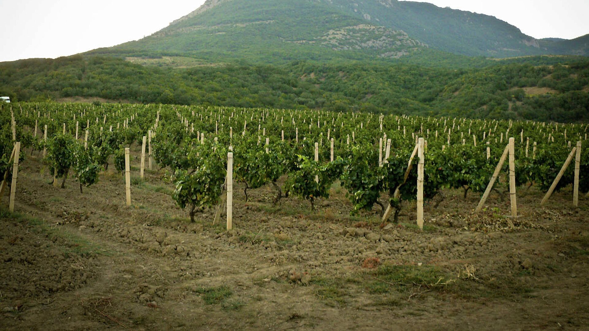 Роскачество рассказало, как технологии помогают виноделам