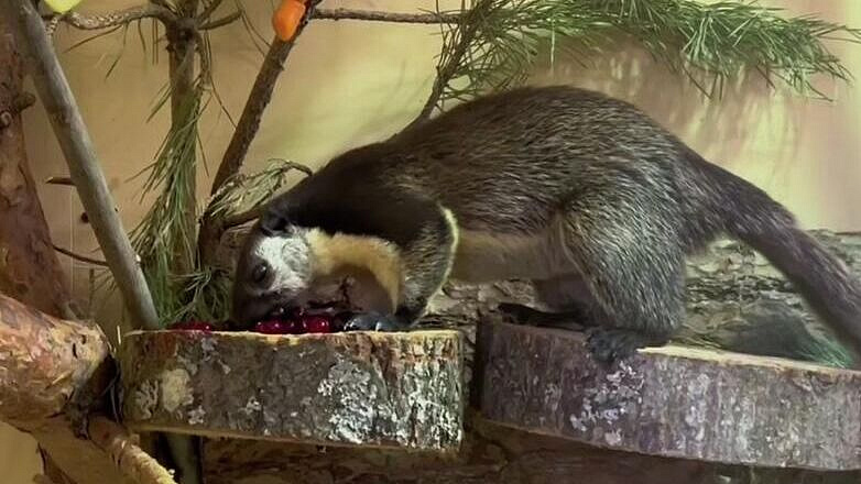 � ������������� �������� ���������� ����������� ���������� ����� 