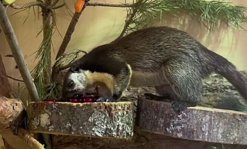 � ������������� �������� ���������� ����������� ���������� ����� 