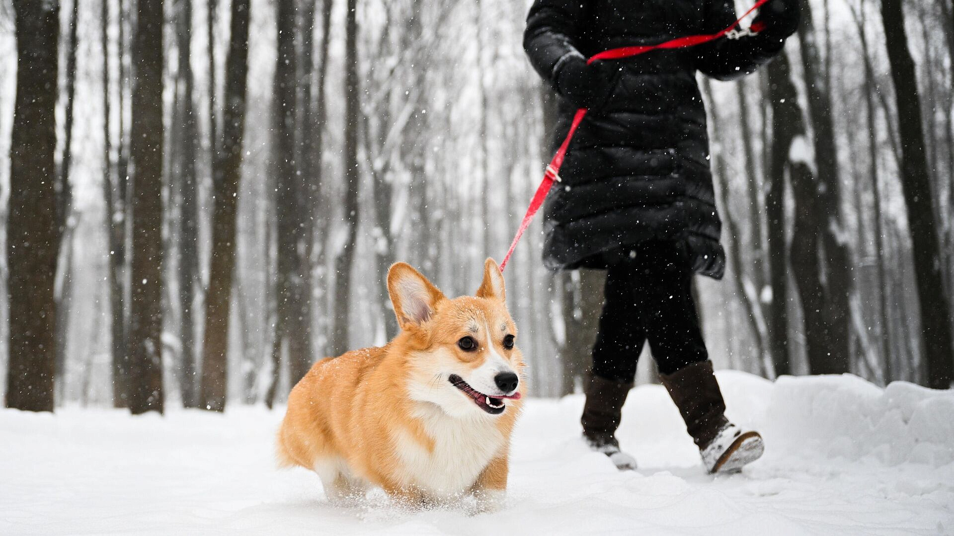 ������� ��������� �� ������������� ���������� ������� "��� �������"