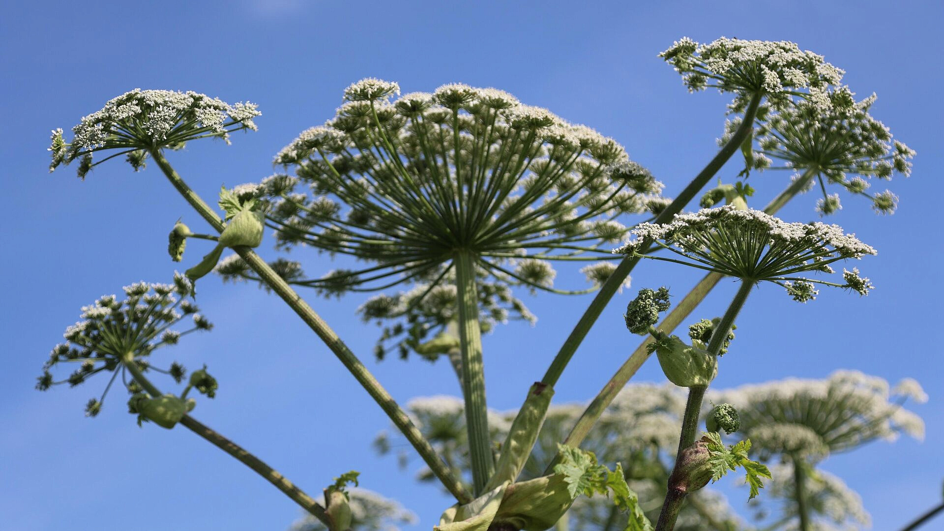 Ученый назвал борщевик самым опасным растением в России