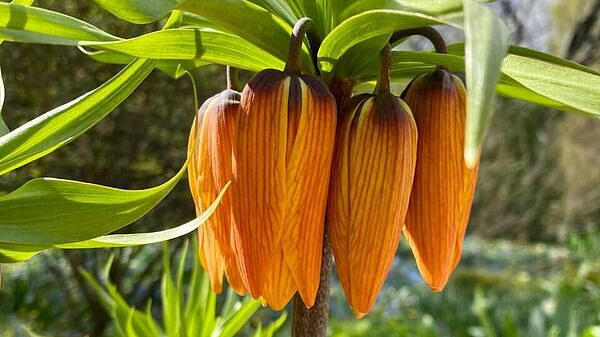 В Аптекарском огороде в Москве расцвели шахматные и императорские рябчики