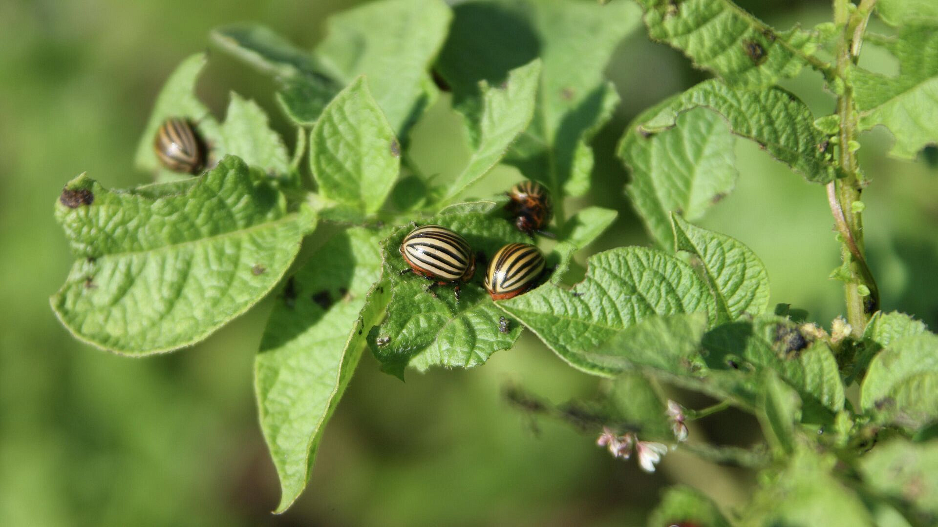 Колорадский жук может прийти на Дальний Восток, сообщили в Россельхозцентре