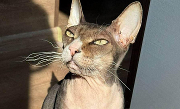 В Петербурге кот устроил пожар в квартире