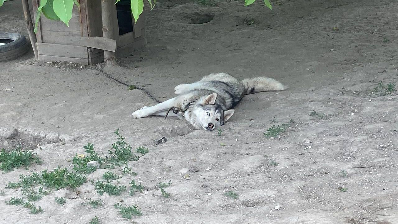 В Сочи усыпили и вскрыли хаски, напавших на ребенка