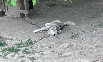 В Сочи усыпили и вскрыли хаски, напавших на ребенка