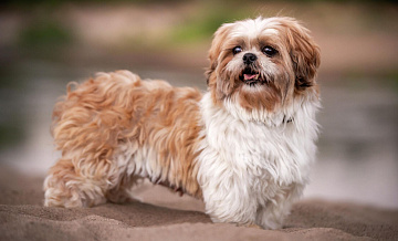 В Бурятии нашли уплывшую на моторной лодке собаку