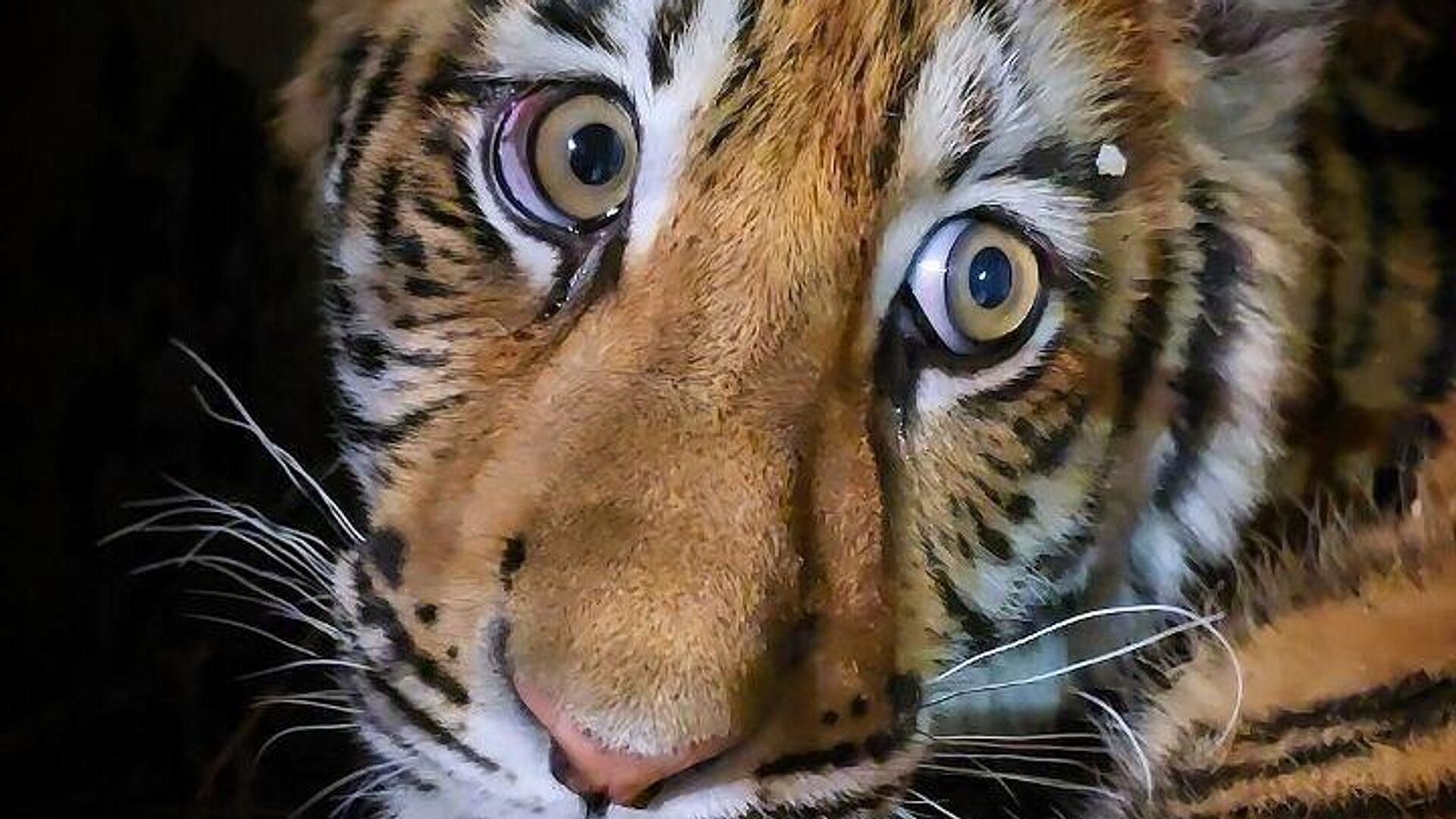 Тигрицу с переломами из Нижнего Новгорода передали в хоспис "Дом тигра"