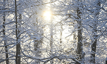 Биолог рассказал, как снежная зима повлияла на животных