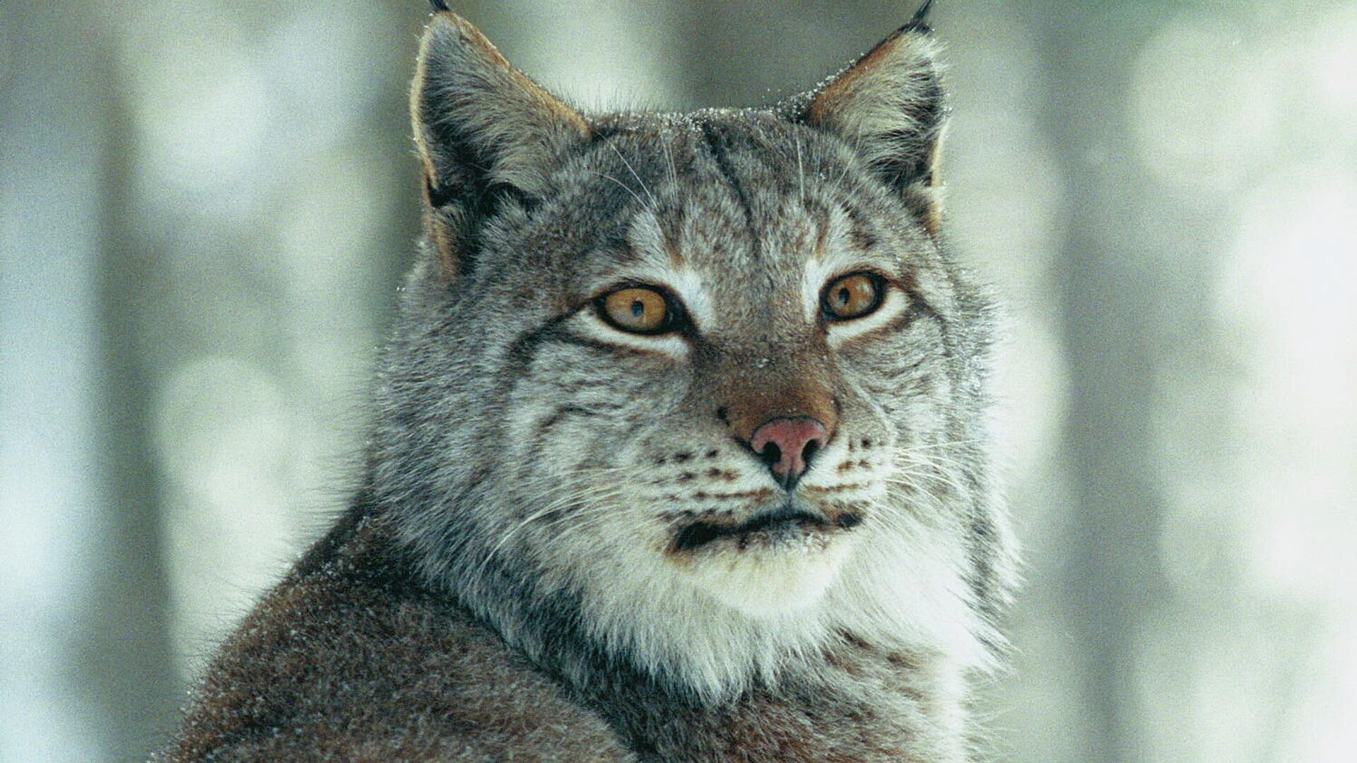 � �������� ���� ������ �� �������