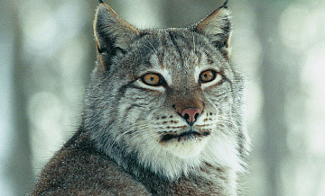 В Башкирии рысь напала на ребенка