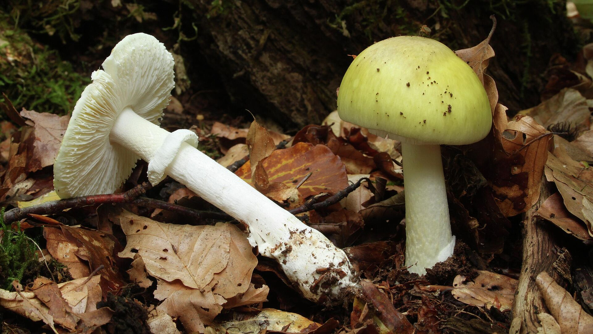 � ���������� ������ �������� ������� ��-�� ���������� �������� ���������