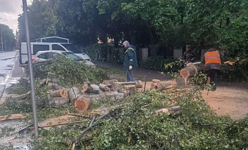В Калининградской области ураганный ветер повалил утром более 100 деревьев