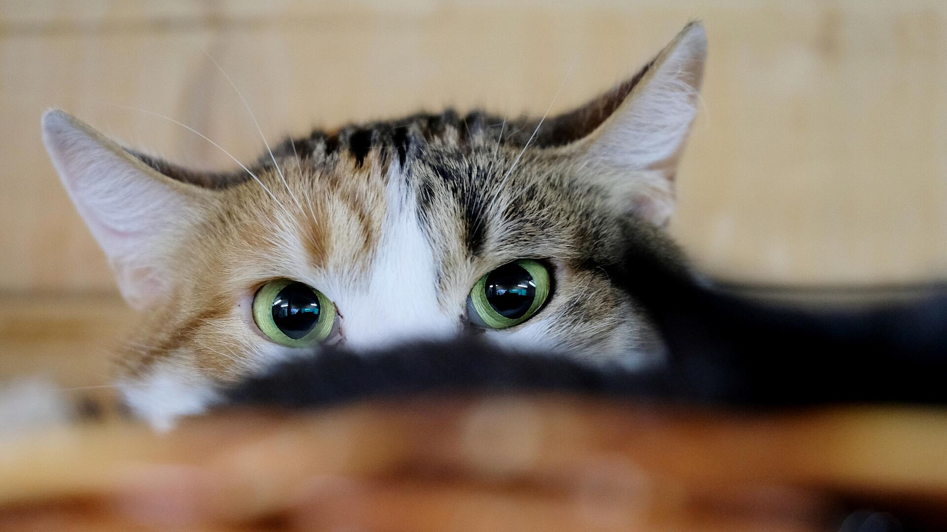 В Москве пройдет выставка-пристройство животных