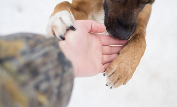 В Новгородской области собака два дня согревала потерявшуюся бабушку
