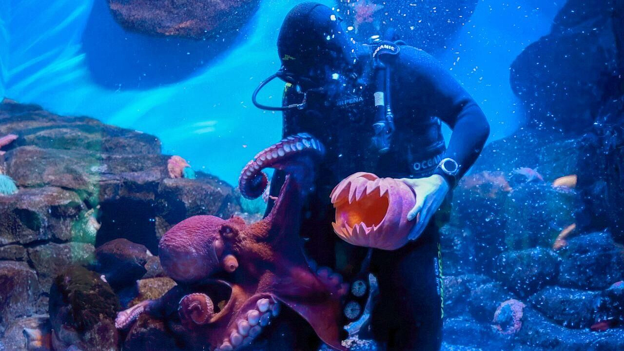 Осьминога Осю из "Москвариума" угостили тыквой с сюрпризом к Хеллоуину