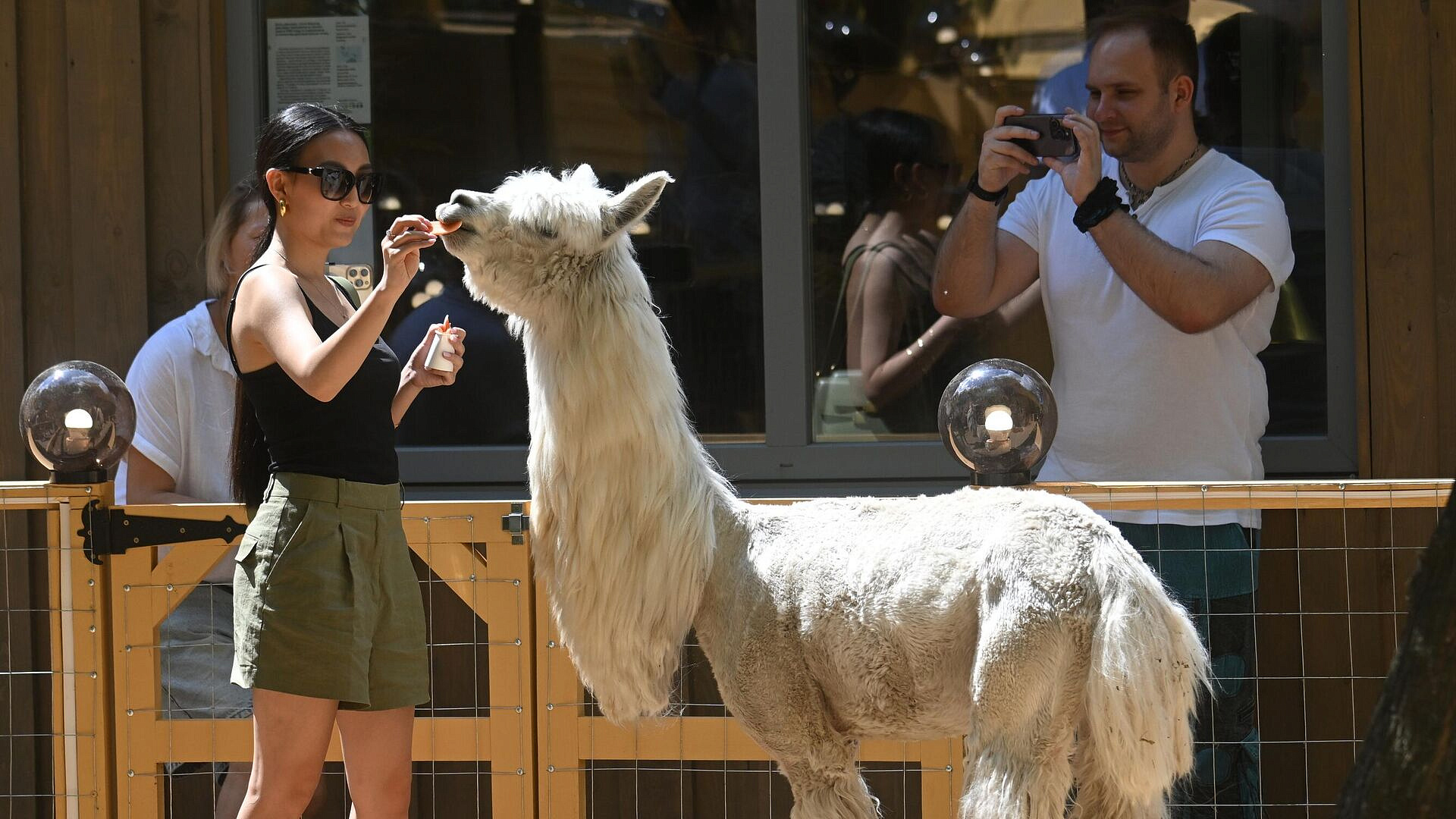 В Московский зоопарк приехал молодой самец альпаки