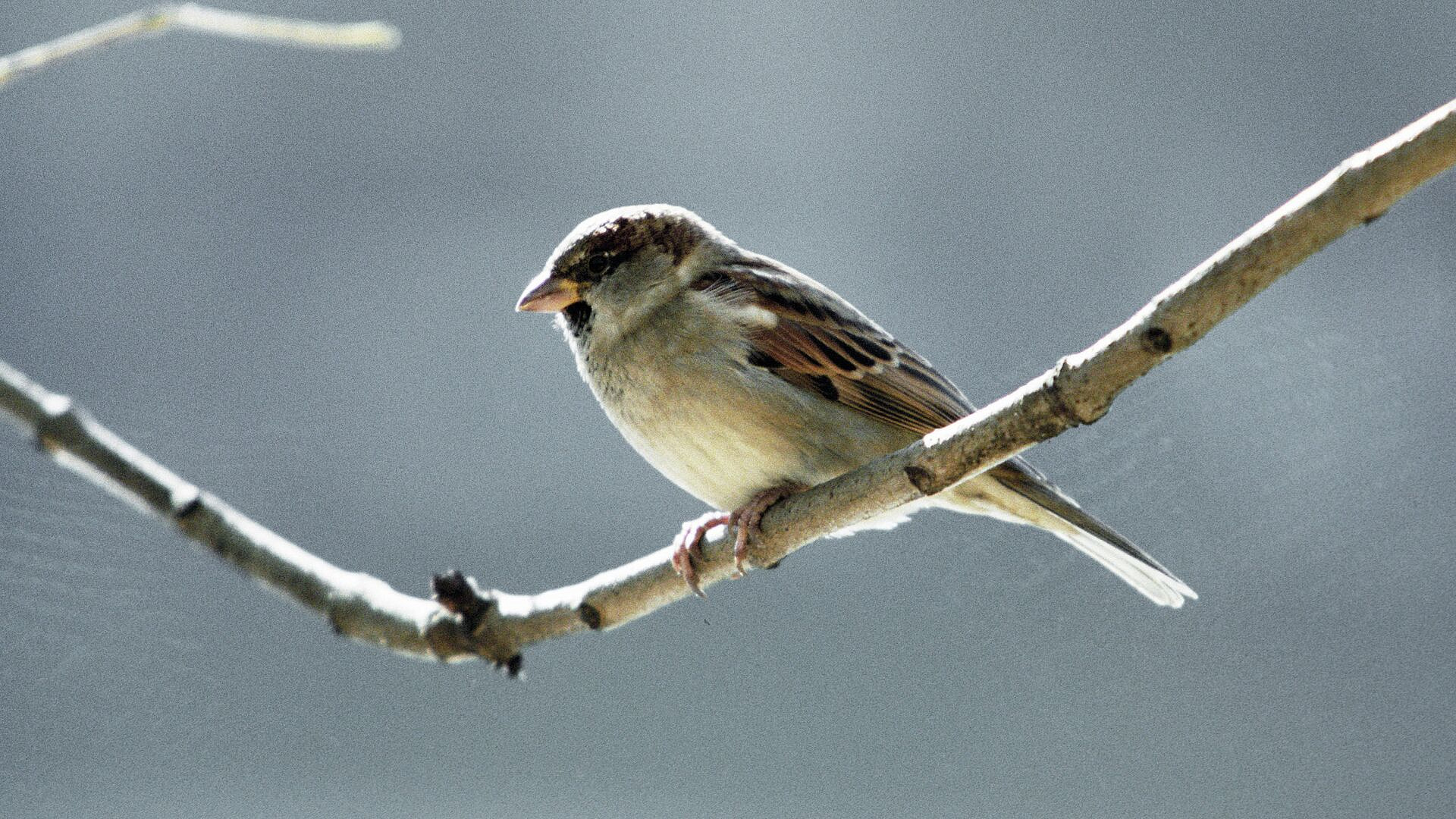 ������� ���������, ������ ����� ���� ������ ������� ������ � �������