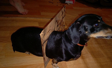 В Перми спасли таксу, застрявшую в дверце кошачьего домика