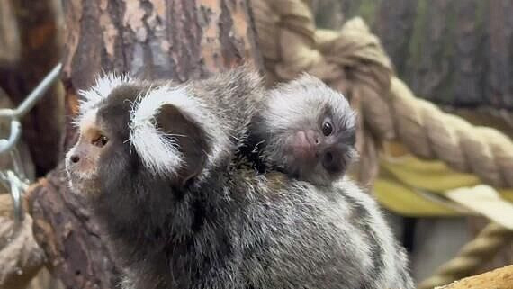 � ���� ������� � ������������� �������� ������� �������