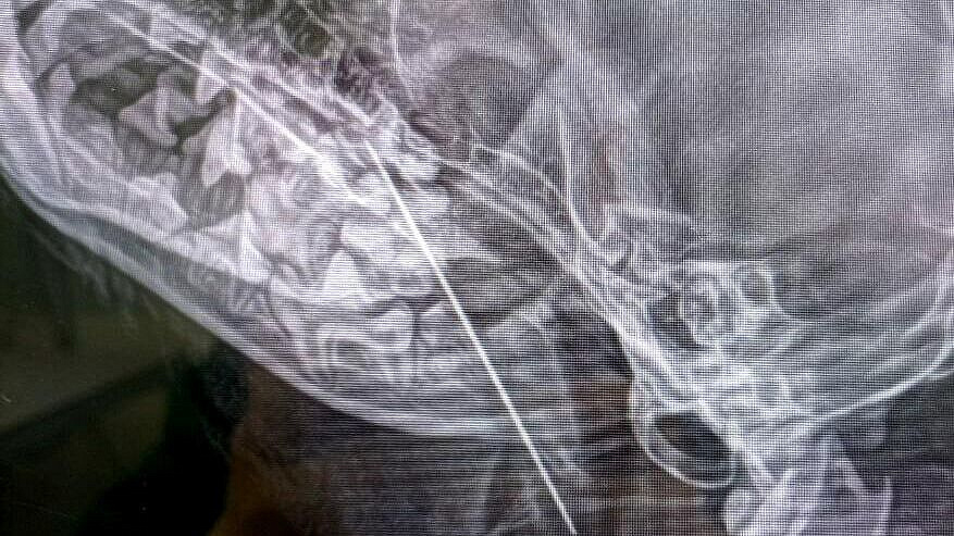 В Москве ветеринары достали из собаки швейную иглу