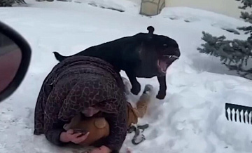 Появились подробности о нападении ротвейлера на мать с ребенком на Урале