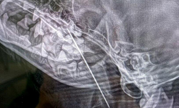 В Москве ветеринары достали из собаки швейную иглу